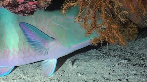 Parrotfish In A Burrow 스톡 동영상 286787243