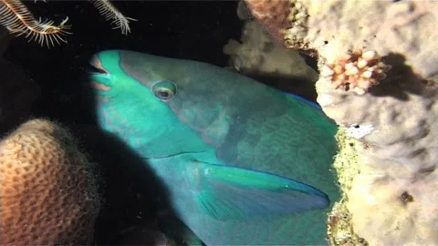 Parrotfish In The Burrow At Night Stock Footage 300557253