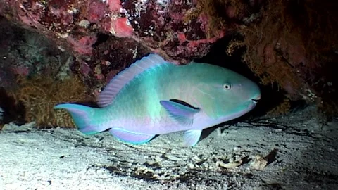 Parrotfish in A Burrow, Night Time Stock Footage 286786732