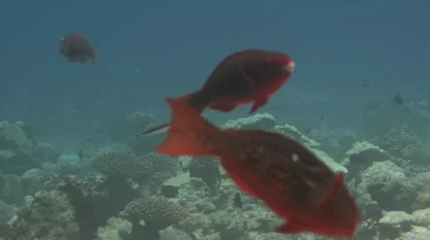 Parrotfish with cleaner wrasse Stock Footage 56843162
