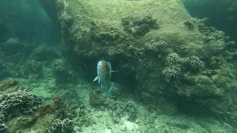 Parrotfish in cleaning station Stock Footage 302508013
