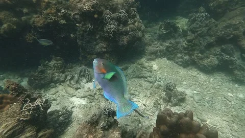 Parrotfish in cleaning station Video stock 302508909