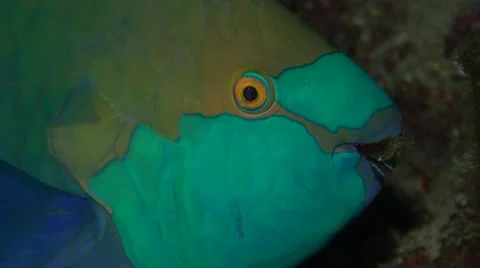 Parrotfish close up of fish eye Video stock 56844561