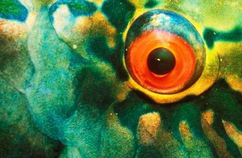 Parrotfish, close-up Stock-Fotos