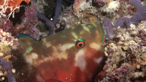 Parrotfish close up sleeping in bubble of mucus on coral reef at night Video stock 171893972