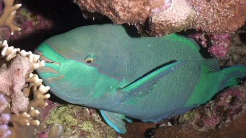 Parrotfish concealed itself among corals on underwater seabed. 動画素材 263446803