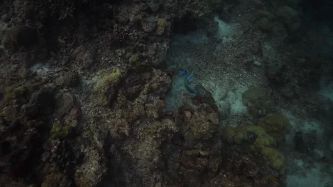 Parrotfish On Coral Reef Biting Each Other Stock Footage 270340686