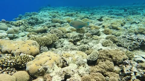 Parrotfish on the coral reef , Red sea, 4K video , 스톡 동영상 278961853