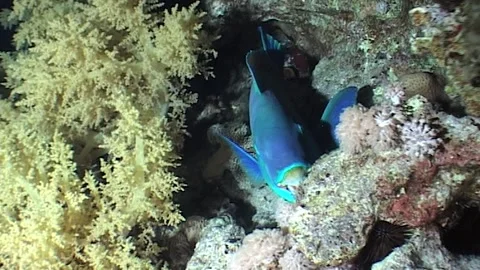 Parrotfish with Coral Shadow on Its Head Stock Footage 286787669