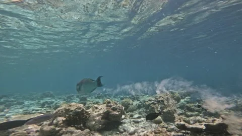 Parrotfish Defecating While Swimming Over a Coral Reef in the Maldives 库存影片 341999139