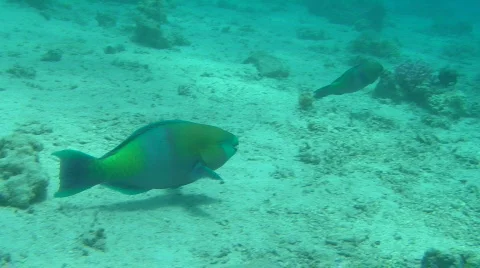 Parrotfish &amp; diver Video stock 770401
