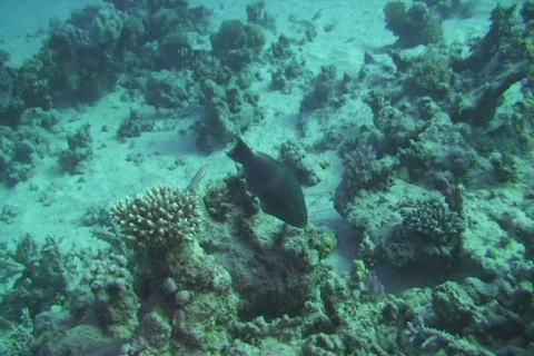 Parrotfish eating Video stock 670983
