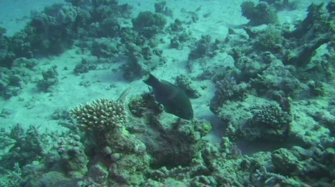 Parrotfish eating Video stock 682674