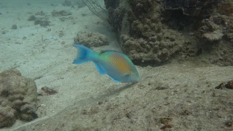 Parrotfish eating Stock Footage 283276417