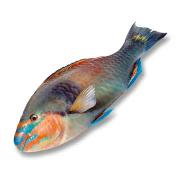 Parrotfish, elevated view Stock-Fotos