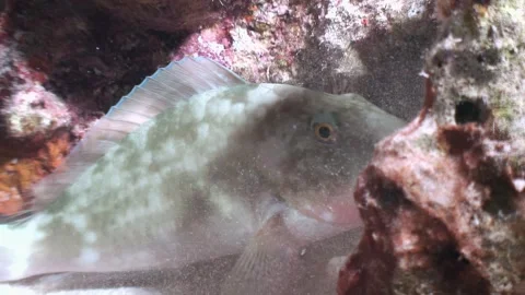 A parrotfish exploring the vibrant Red Sea reef under moonlight 動画素材 282235041