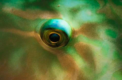 Parrotfish eye Stock-Fotos