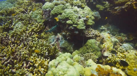 Parrotfish feeding 動画素材 40454507