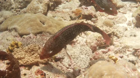 Parrotfish feeding Video stock 56843116