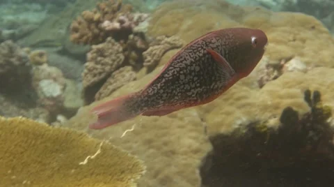Parrotfish feeding Stock Footage 56843131
