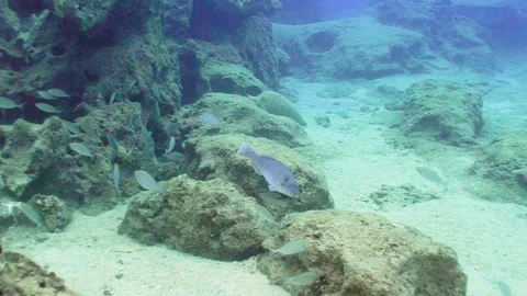 Parrotfish is Feeding 動画素材 124011756