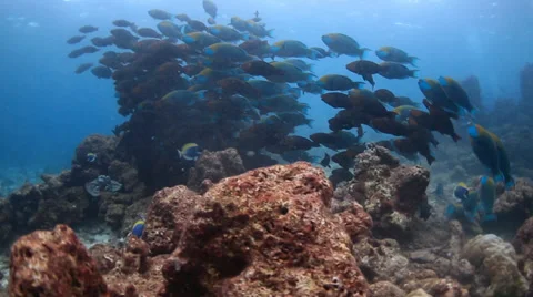 Parrotfish feeding pt 2 Stock Footage 32716048