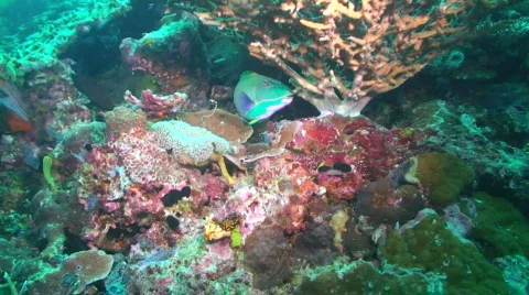Parrotfish Stock Footage 350825