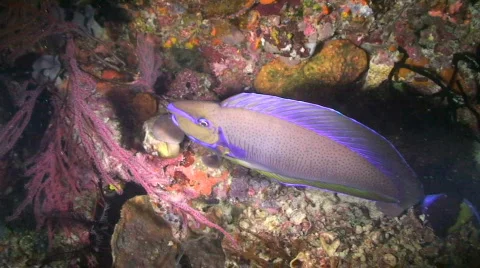 Parrotfish Stock Footage 352251