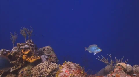 Parrotfish Vídeo Stock 7132621