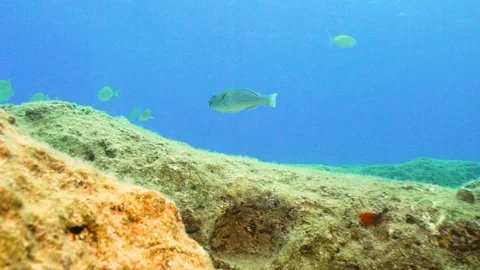 Parrotfish 動画素材 124011938