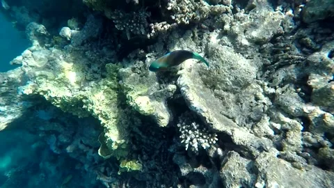 Parrotfish Video stock 162031115