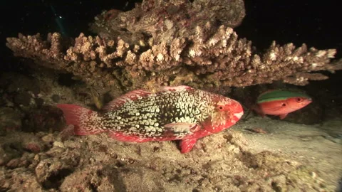 Parrotfish Stock Footage 332772096