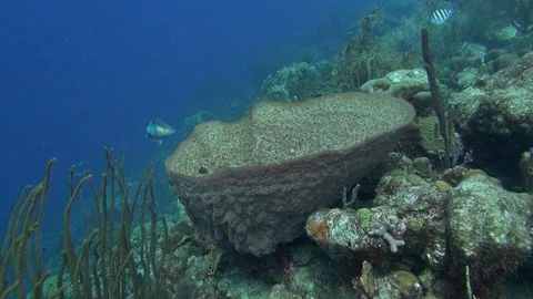 Parrotfish in giant sponge Video stock 100252503