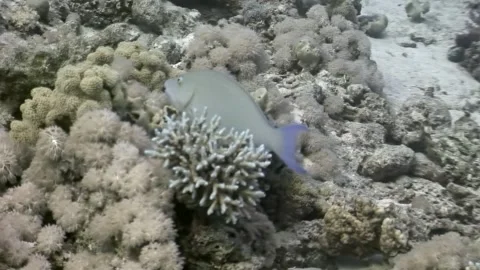 Parrotfish glides gracefully through its Red Sea coral reef home 動画素材 312005982
