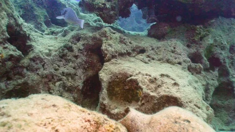 Parrotfish Goes 動画素材 124011933
