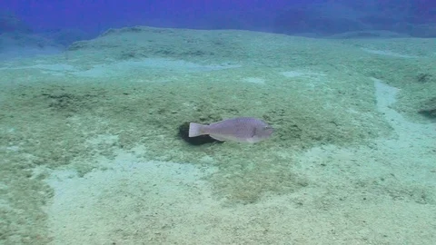 Parrotfish Goes In Front of the Camera Stock Footage 124011886