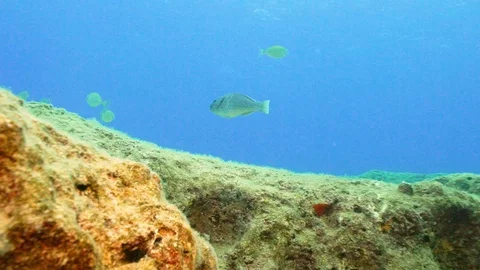 Parrotfish Goes Slowly Video stock 124011634