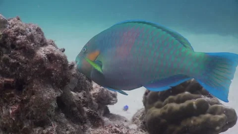 Parrotfish grazing algae on rocks underwater in Koh Tao Thailand Video stock 136062502