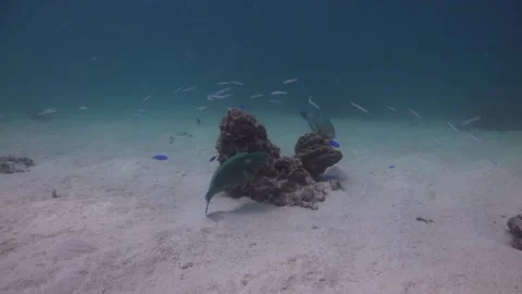 Parrotfish grazing on coral algae with camera moving closer underwater in Video stock 136062506