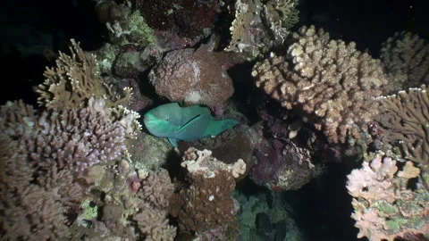 Parrotfish have found safe refuge in corals of underwater seabed. 動画素材 263446793