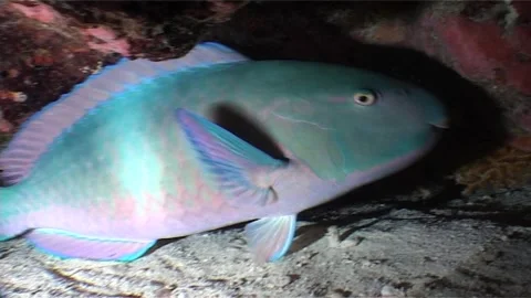 Parrotfish Hidden Inside The Burrow Stock Footage 300556468