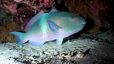 Parrotfish Hiding In A Burrow 動画素材 286786564