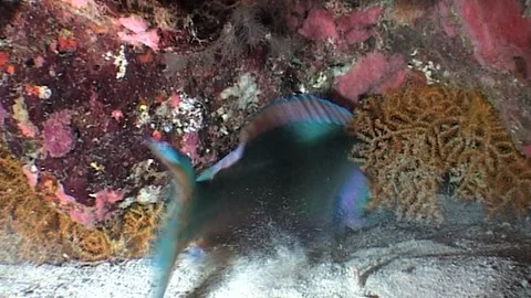 Parrotfish Hiding Inside Its Burrow Stock Footage 286786730