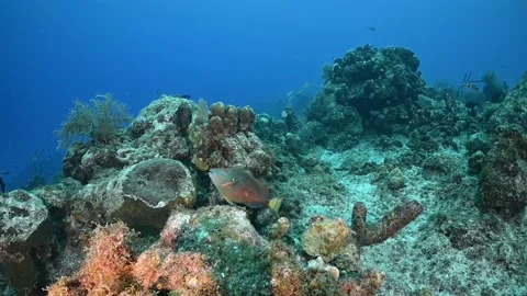 A parrotfish at home on the reef Stock Footage 166176910