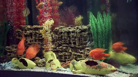 Parrotfish in interior aquarium Stock Footage 73673719