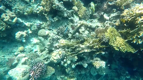 Parrotfish looking for food Video stock 162031117