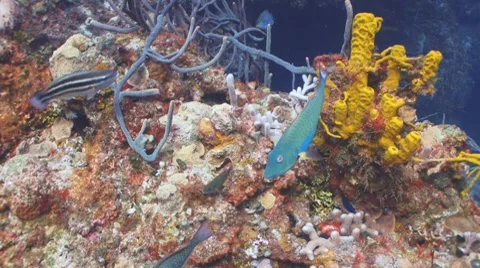 Parrotfish, Octopus sponge Vidéo 8768173