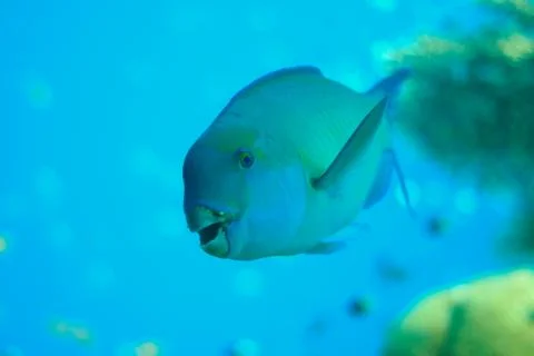 Parrotfish Stock Photos