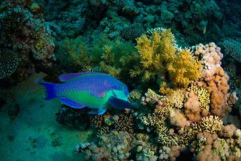 Parrotfish Foto stock