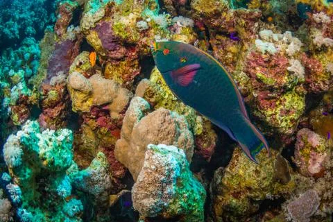 Parrotfish Stock Photos